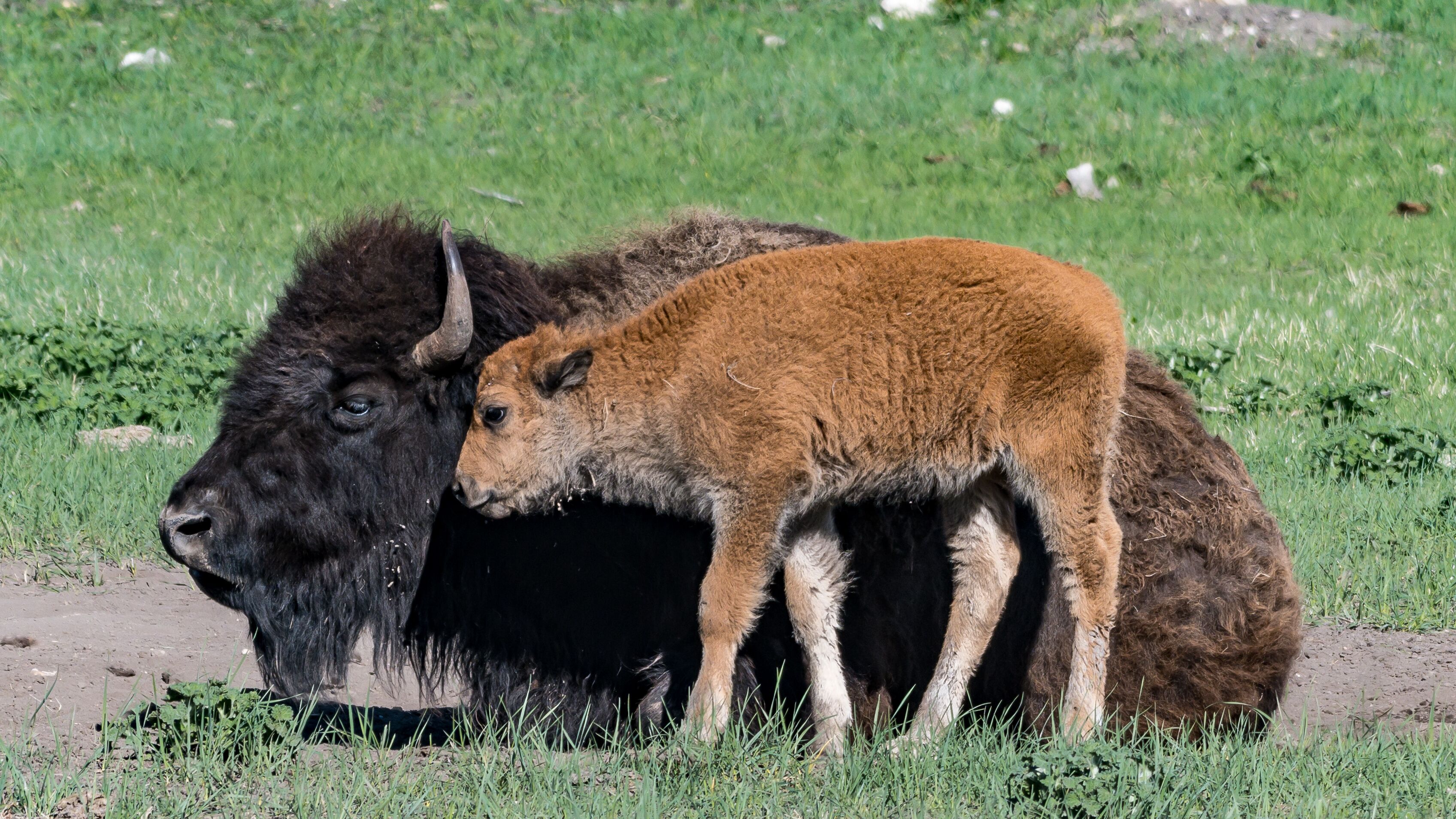 Un bisonte con una cría de pie en un sendero de tierra en un campo cubierto de hierba.