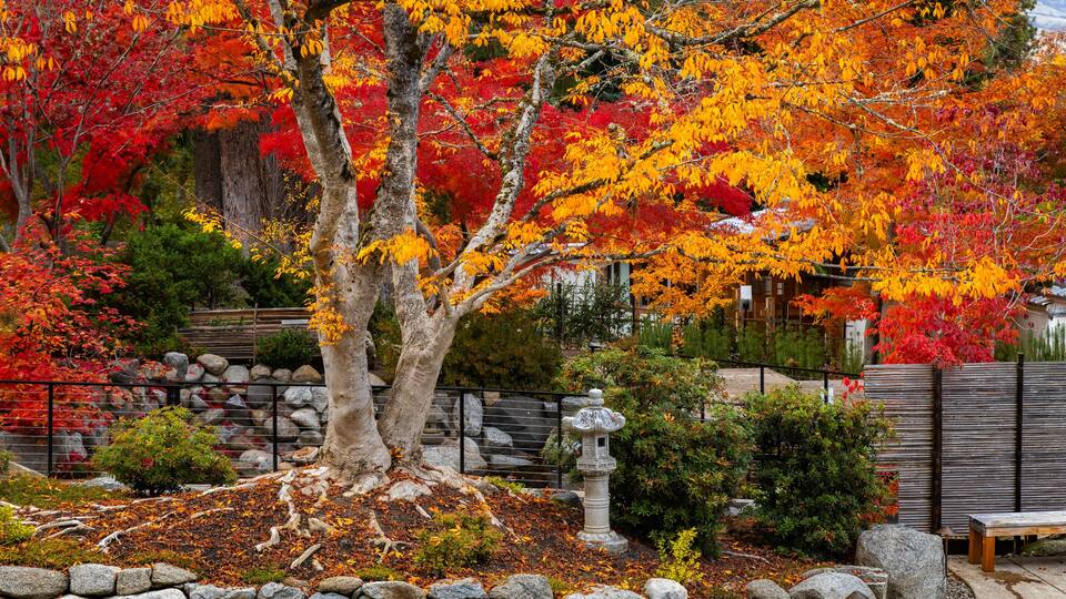 Japanese Garden Colorful Trees at Lithia Park Golden Fall in Ashland
