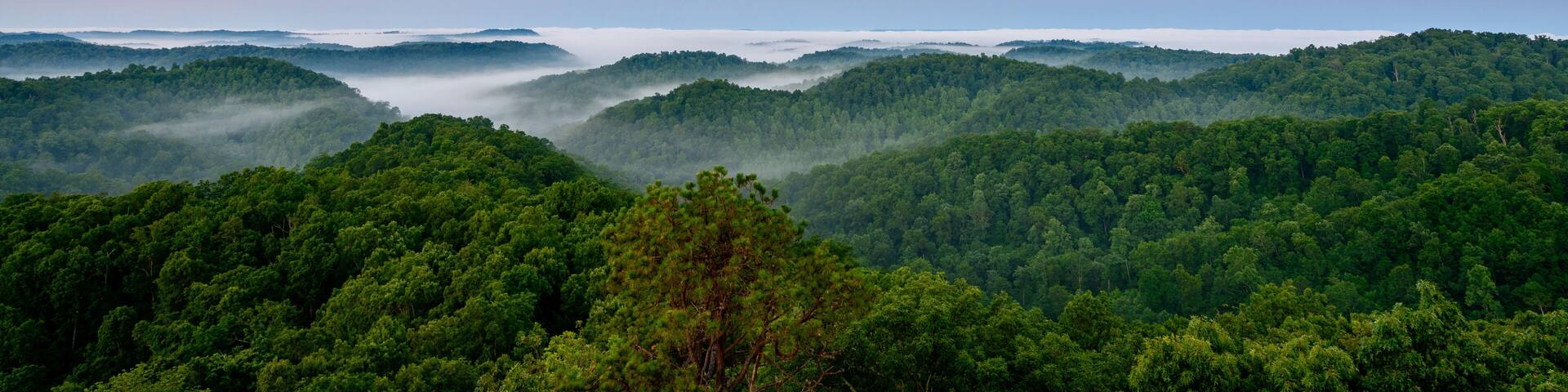 The Fog