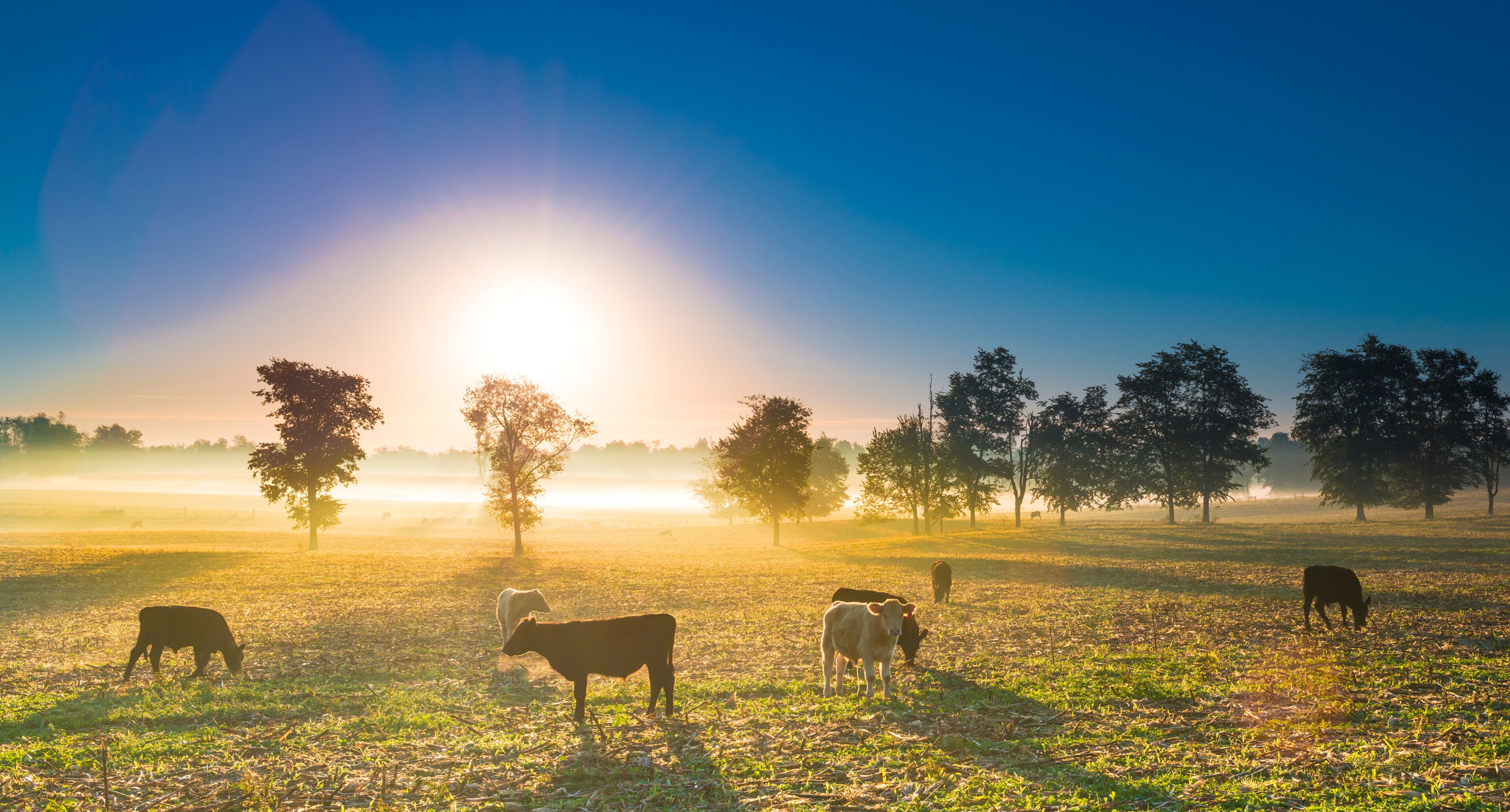 Cows in a Cornfield