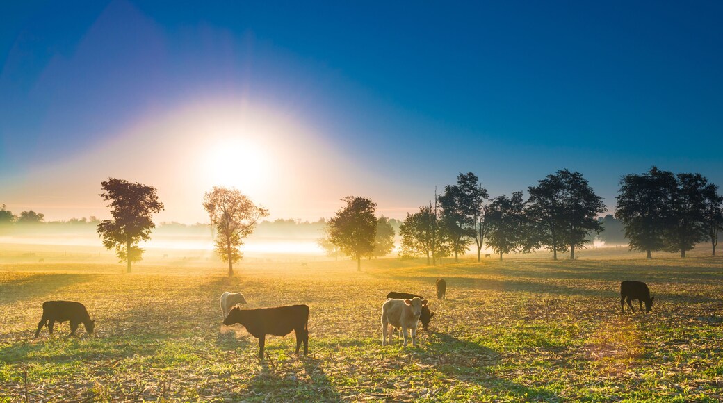 Cows in a Cornfield