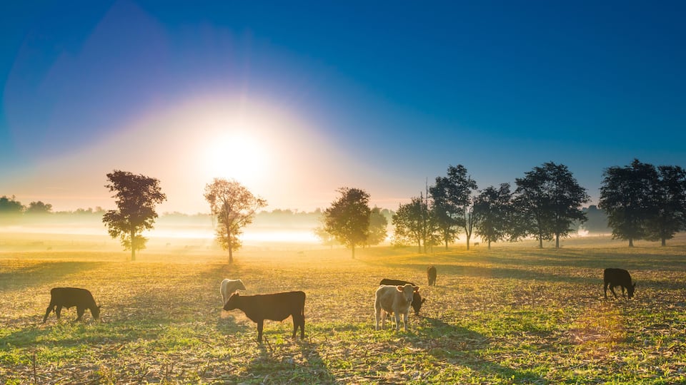 A sunrise over a field with cows grazing, trees in the background, and a clear sky.