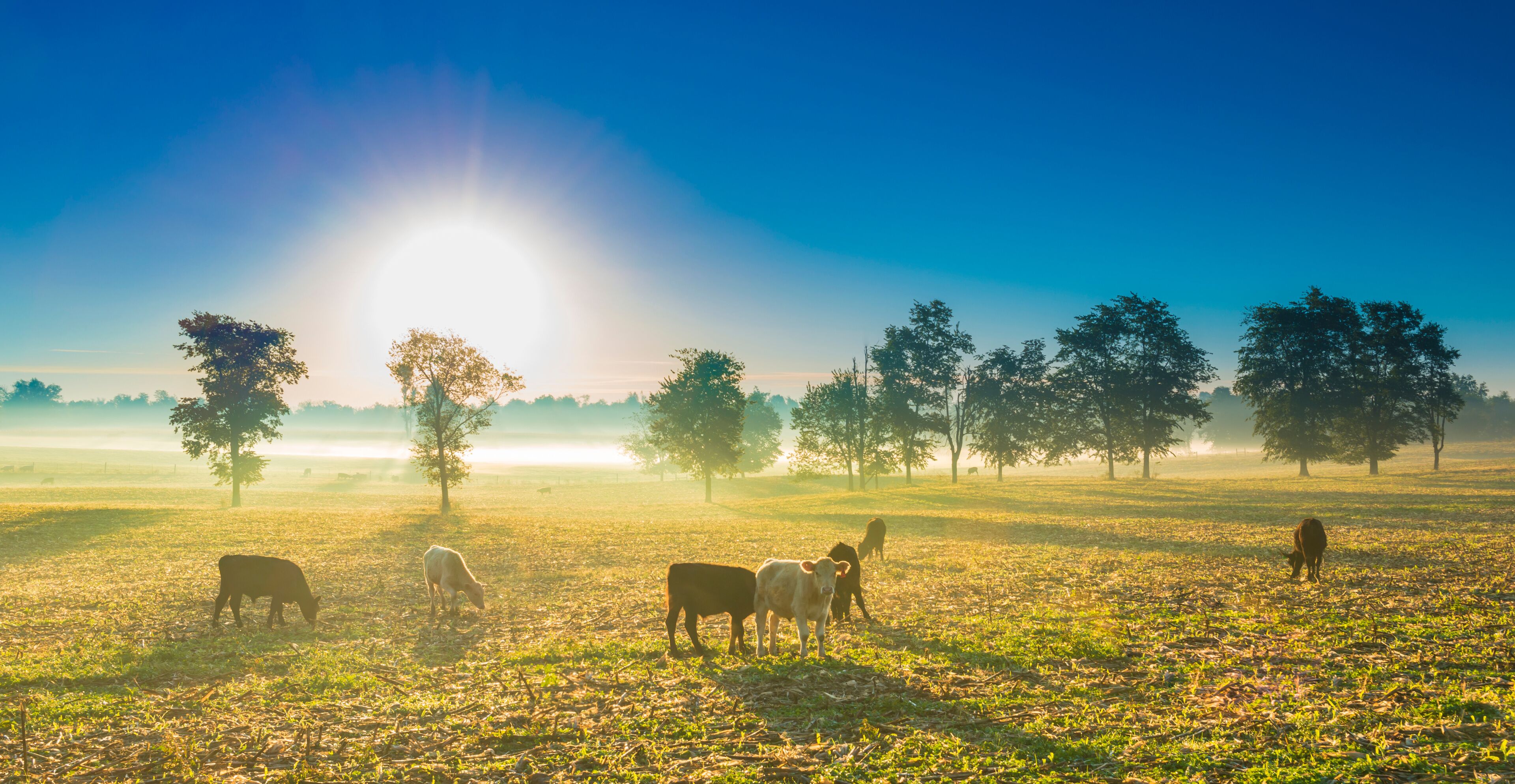 Cows in a Cornfield