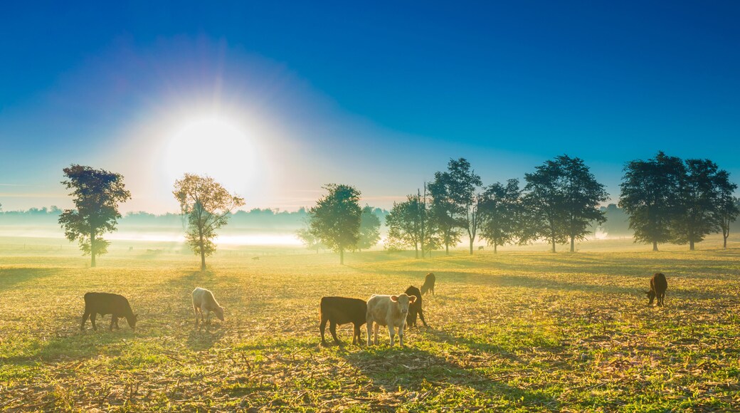 Cows in a Cornfield