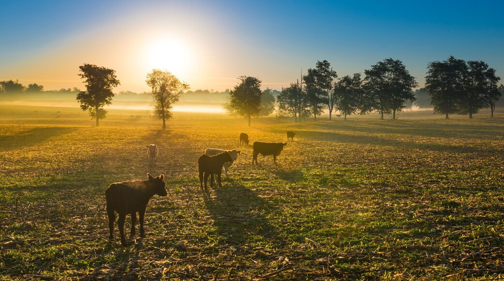 Cows in a Cornfield