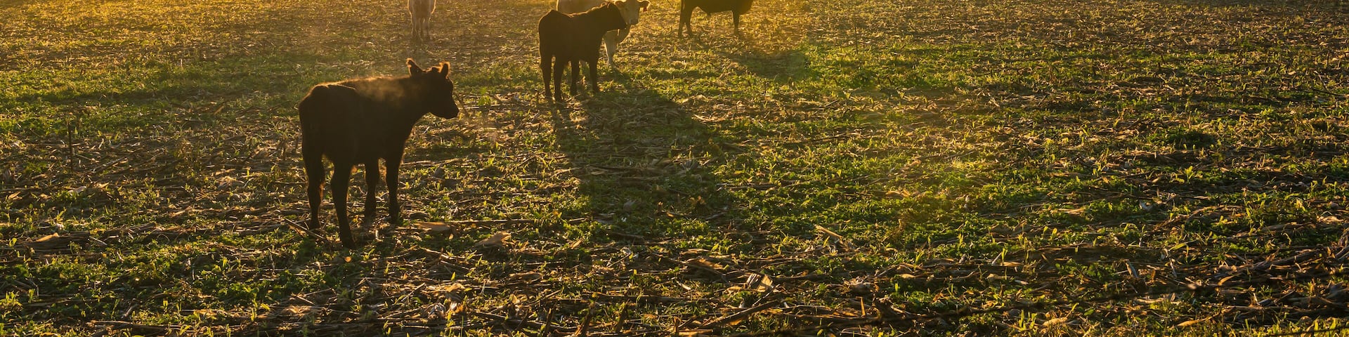 Cows in a Cornfield