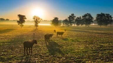 Cows in a Cornfield