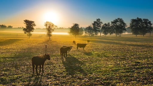 Cows in a Cornfield