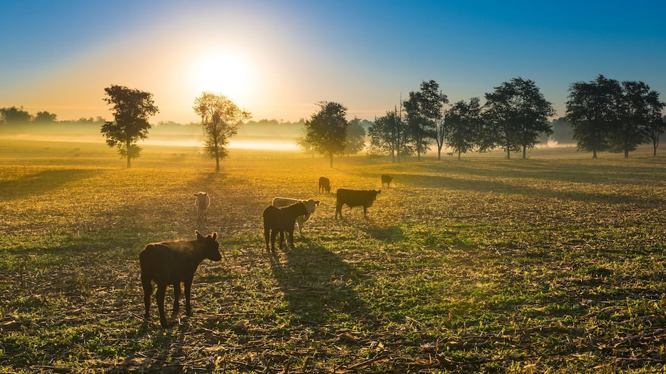 A sunrise over a grassy field with cows and trees.