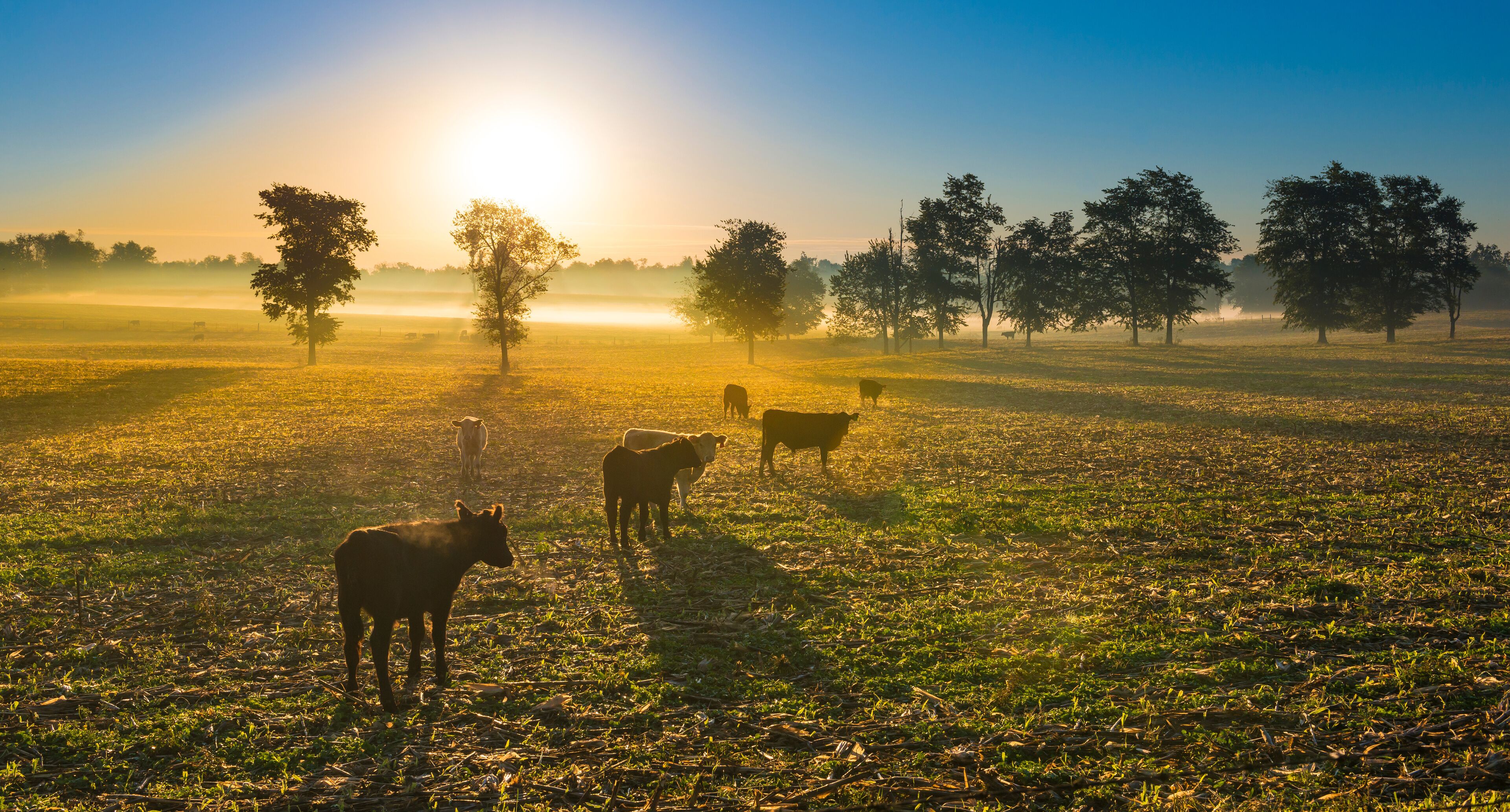 A sunrise over a grassy field with cows and trees.