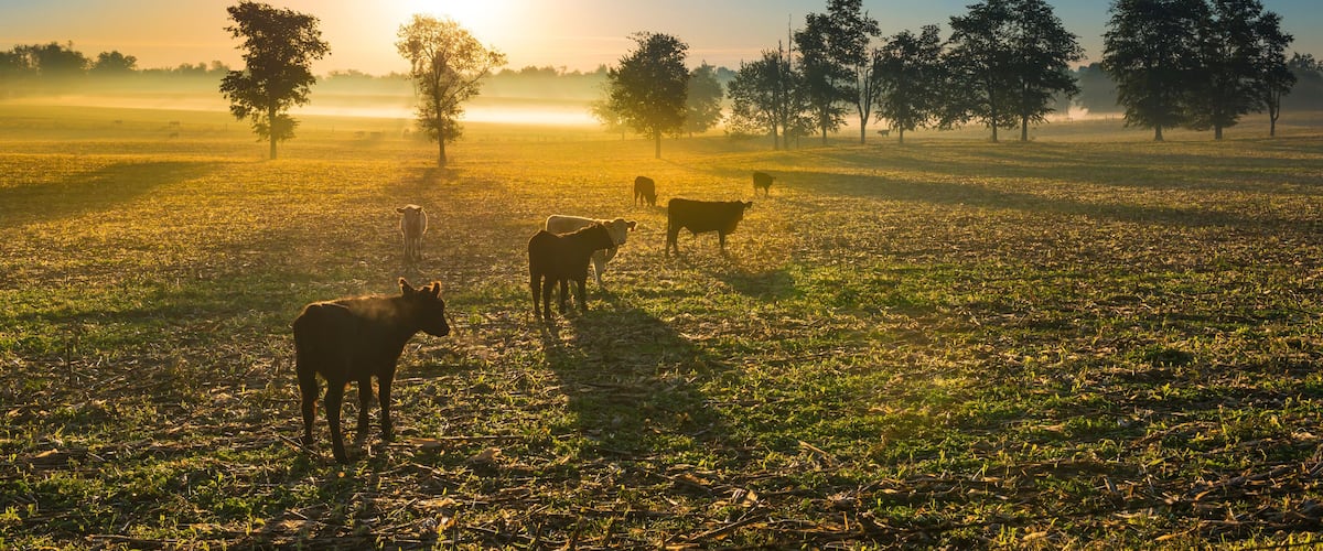 A sunrise over a grassy field with cows and trees.