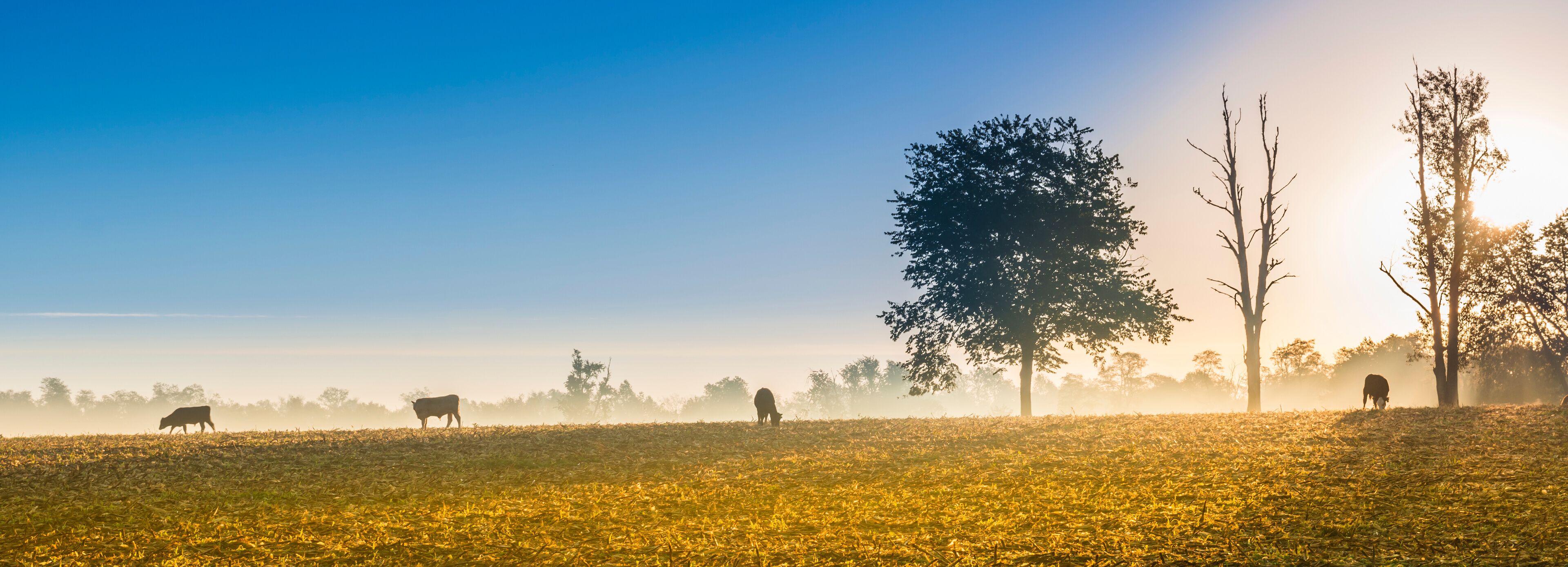 Cows Feeding at Sunrise