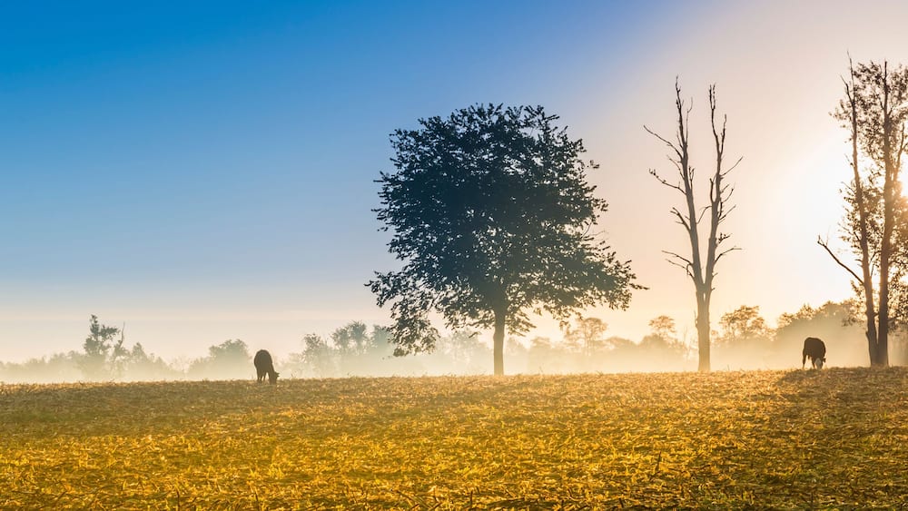 Cows Feeding at Sunrise