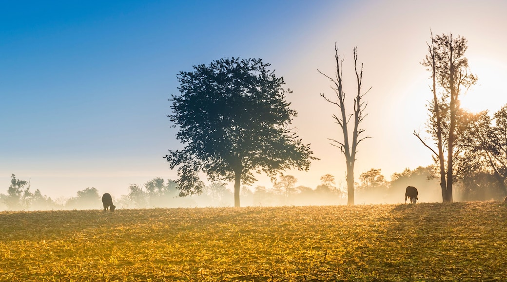 Cows Feeding at Sunrise