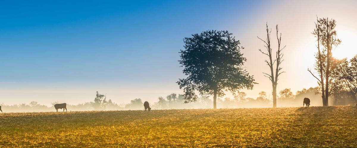 A misty field with cows grazing, a large tree, and a clear blue sky.