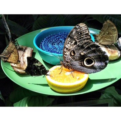Incredible butterfly garden with exotic species from all over the world. Also features a small aquarium where you can touch stingrays and baby sharks!
#localgem
