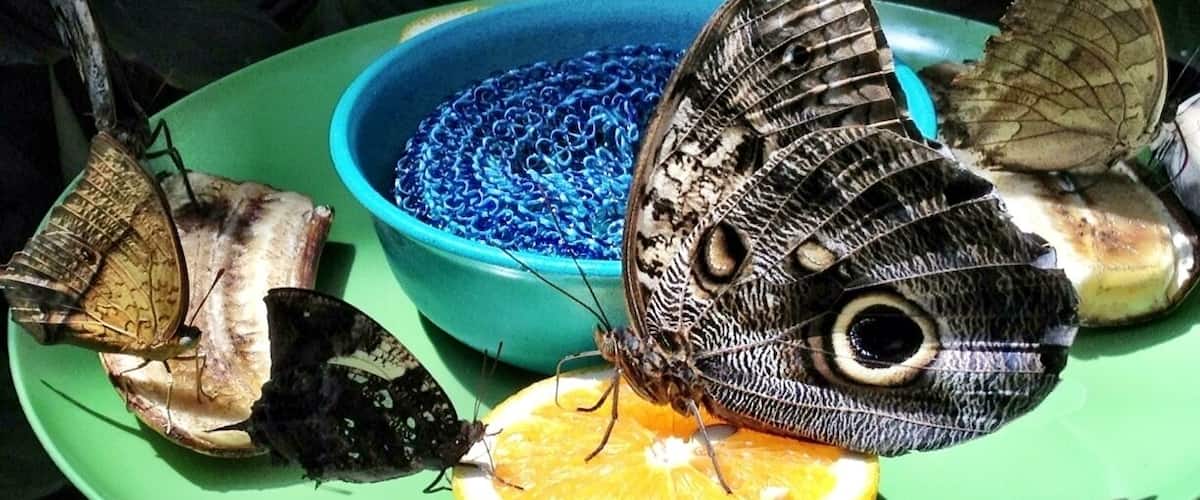 A butterfly on a plate with a blue bowl and a slice of orange.