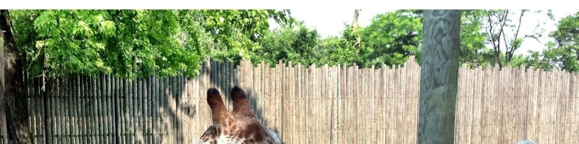 Guests can feed the giraffes in the African exhibit at the Great Plains Zoo.