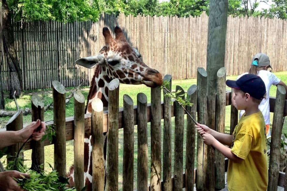 Une girafe, se penchant au-dessus d’une clôture en bois, tend le cou pour manger les feuilles qu’une personne lui offre.