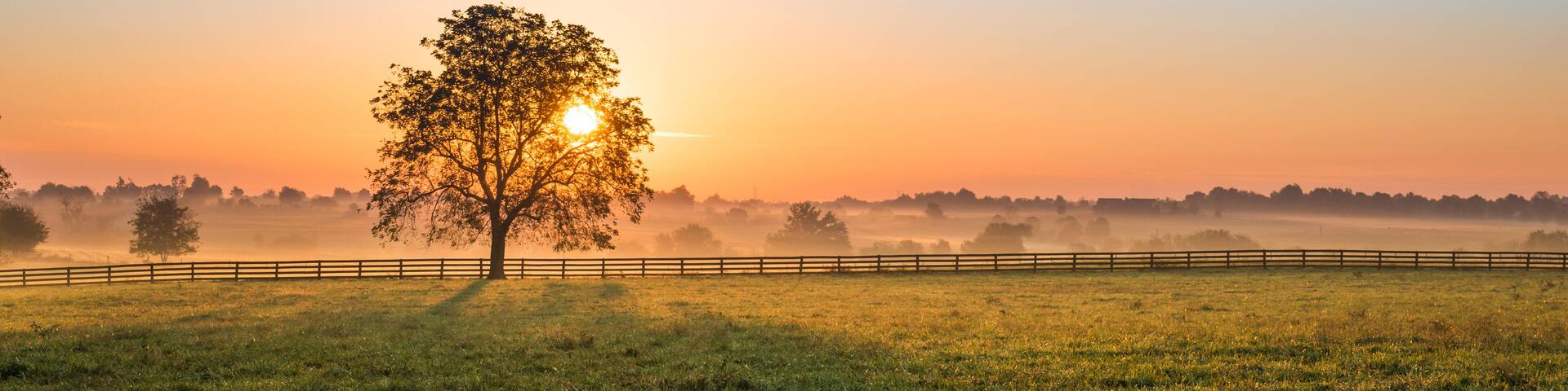 A single tree in a field with a fence, a clear sky, and a sunrise or sunset.