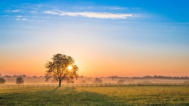 A single tree in a field with a fence, a clear sky, and a sunrise or sunset.