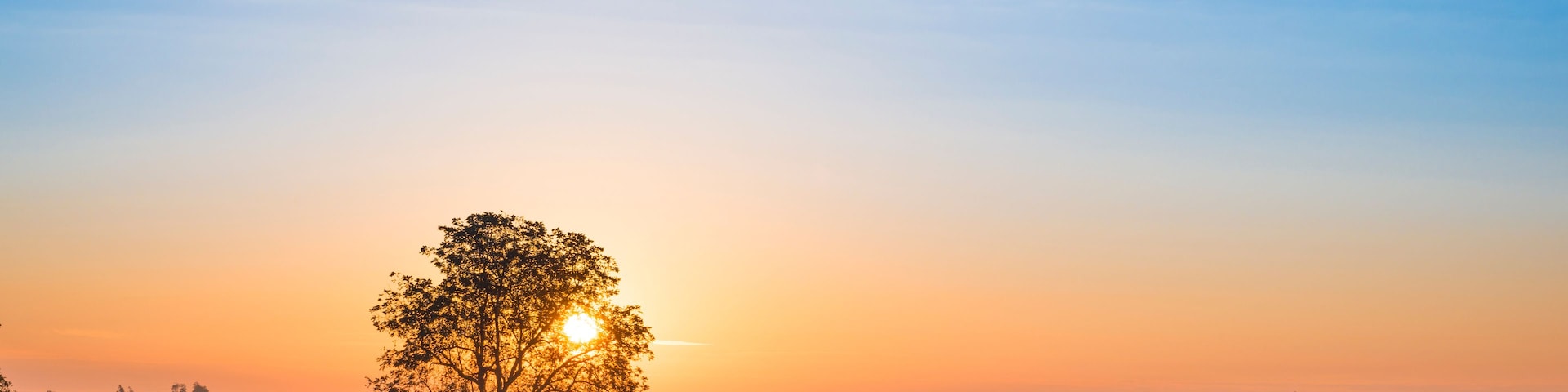 Ein einzelner Baum auf einem Feld mit einem Zaun, bewölkter Himmel und aufgehendem oder untergehender Himmel.