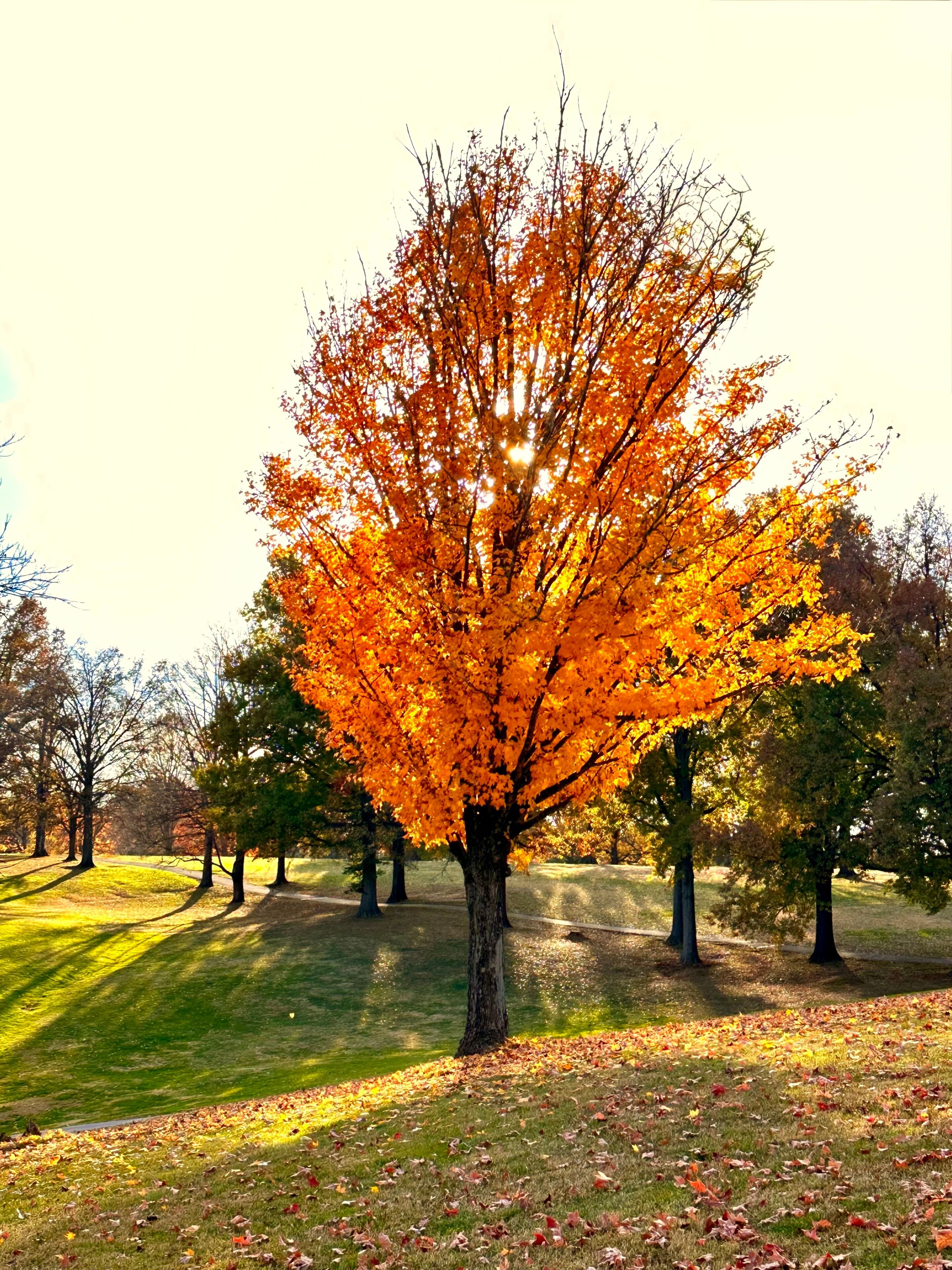 Noreste de Louisville