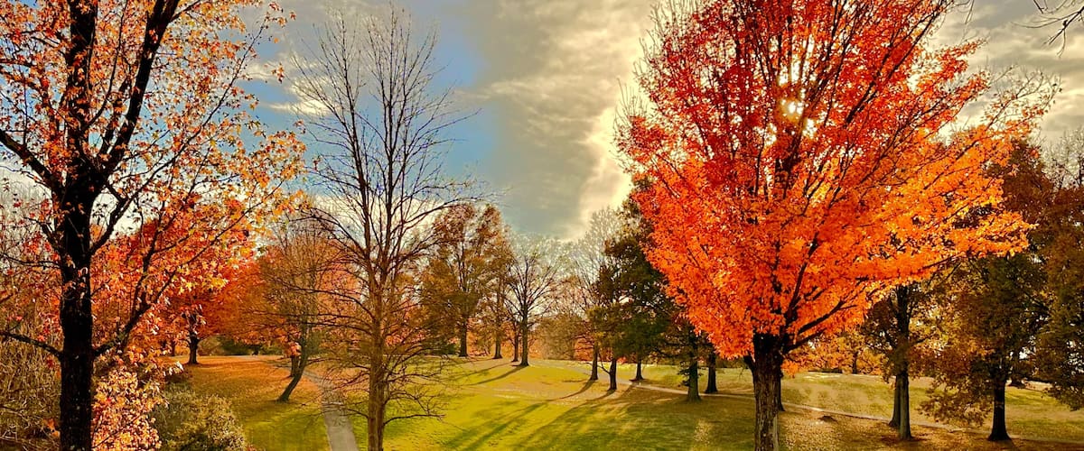 A park with autumn trees, a grassy field, and a cloudy sky.