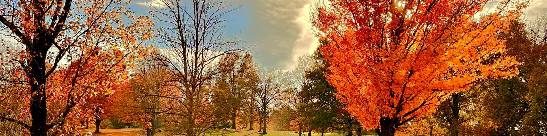 A park with autumn trees, a grassy field, and a cloudy sky.