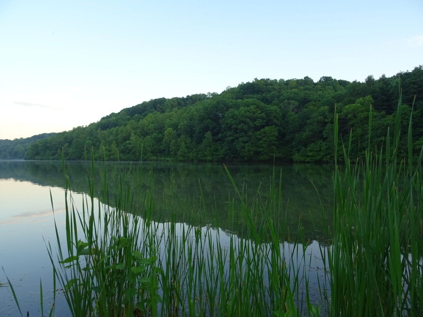 A shot through the reeds of the hardwood forest across Dow Lake. Most of the lake is forested right up the shore line.

Strouds Run State Park contains 2,606 acres of uninterrupted hardwood, the 161-acre Dow Lake, a 900-foot sand beach, 6 #hiking trails, 15 mountain biking/hiking trails and 10 bridle/hiking trails.