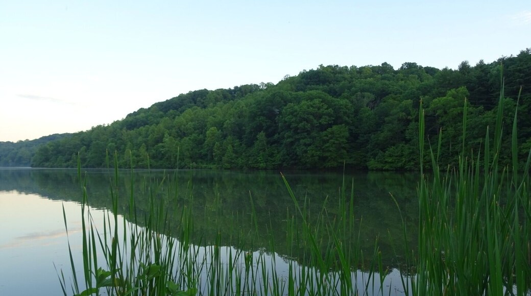 A shot through the reeds of the hardwood forest across Dow Lake. Most of the lake is forested right up the shore line.
Strouds Run State Park contains 2,606 acres of uninterrupted hardwood, the 161-acre Dow Lake, a 900-foot sand beach, 6 #hiking trails, 15 mountain biking/hiking trails and 10 bridle/hiking trails.