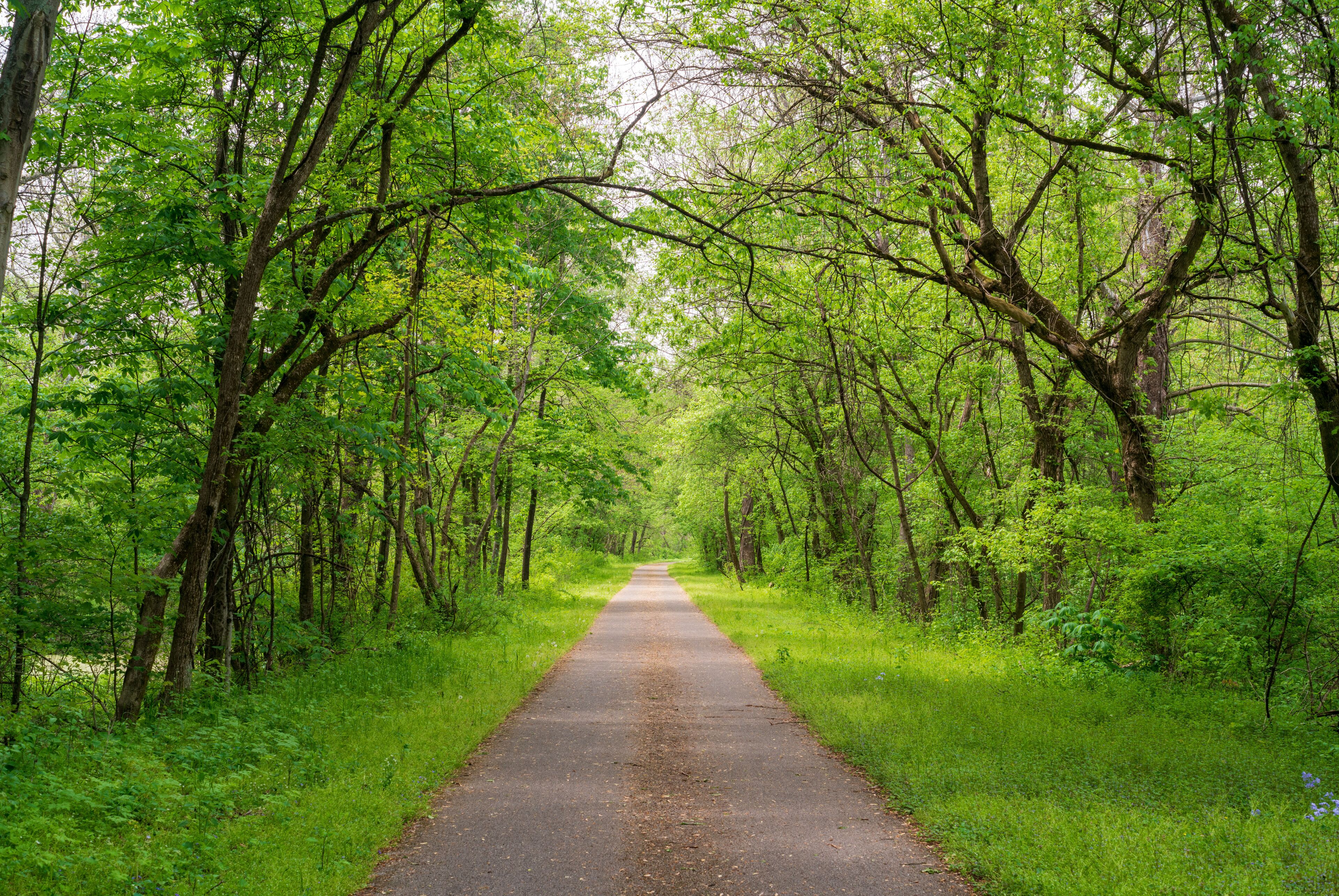 A paved path through a dense forest with lush green foliage.