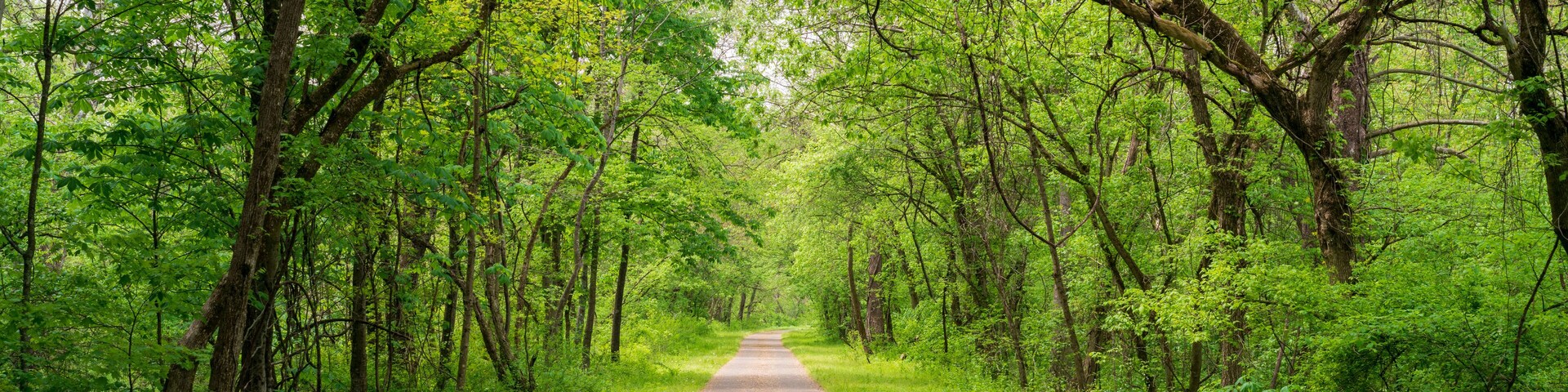 Un sendero pavimentado atraviesa un bosque frondoso de vegetación verde.