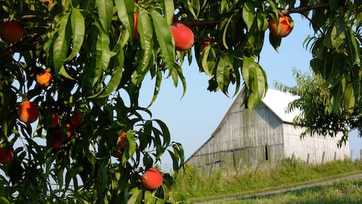 Athens qui includes ferme
