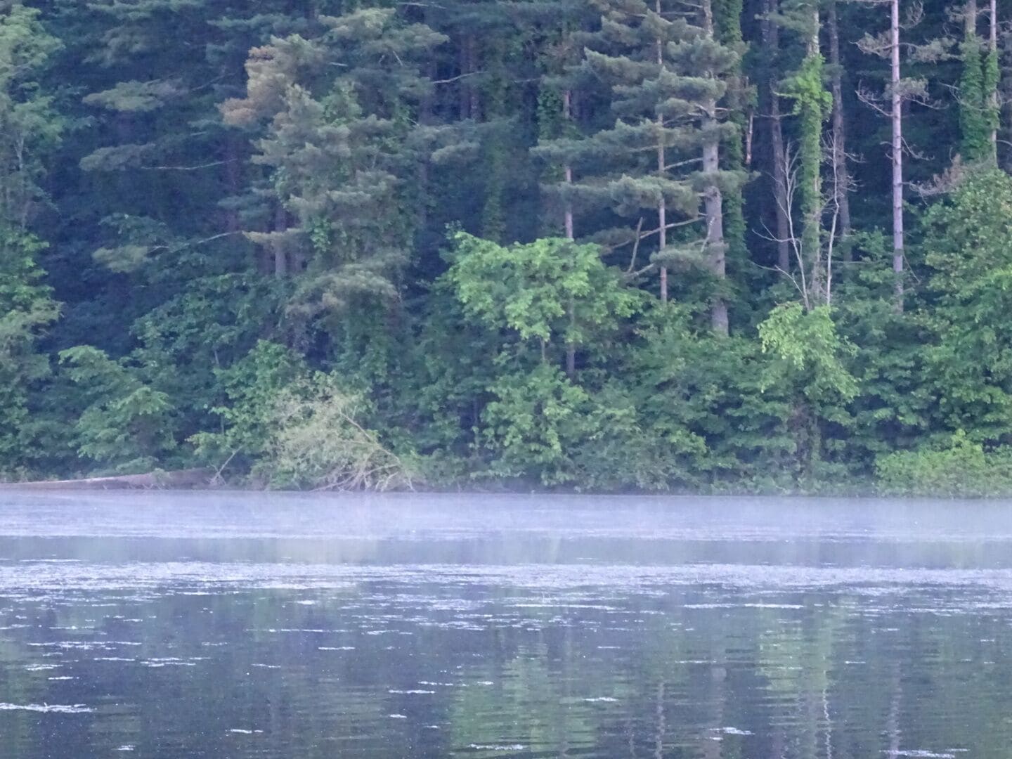 The evening mist rising up from Dow Lake inside Strouds Run State Park.

Strouds Run State Park contains 2,606 acres of uninterrupted hardwood, the 161-acre Dow Lake, a 900-foot sand beach, 6 #hiking trails, 15 mountain biking/hiking trails and 10 bridle/hiking trails.
