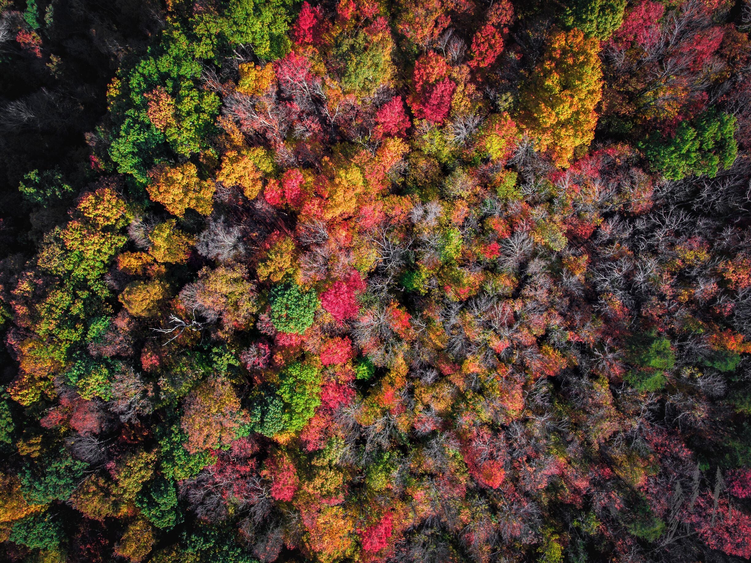 Paint creek gorge at peak colors.  
#dji #phantom4
#aboveitall