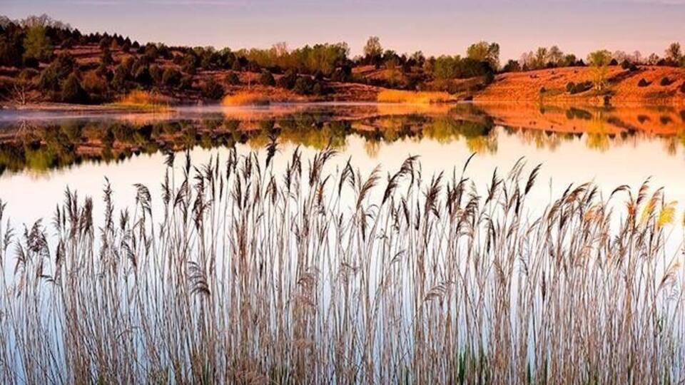 A calm lake with tall reeds in the foreground and a hilly landscape in the background.