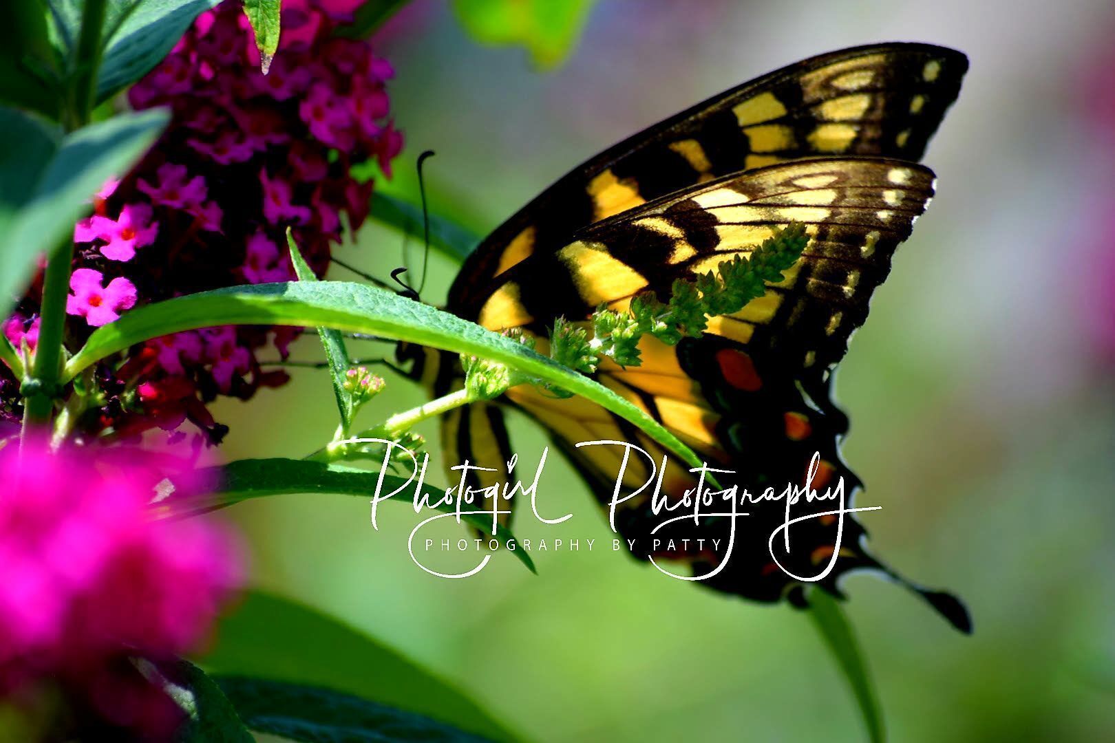 Beautiful Place!🦋
photogirl
Photography. 7/31/17.