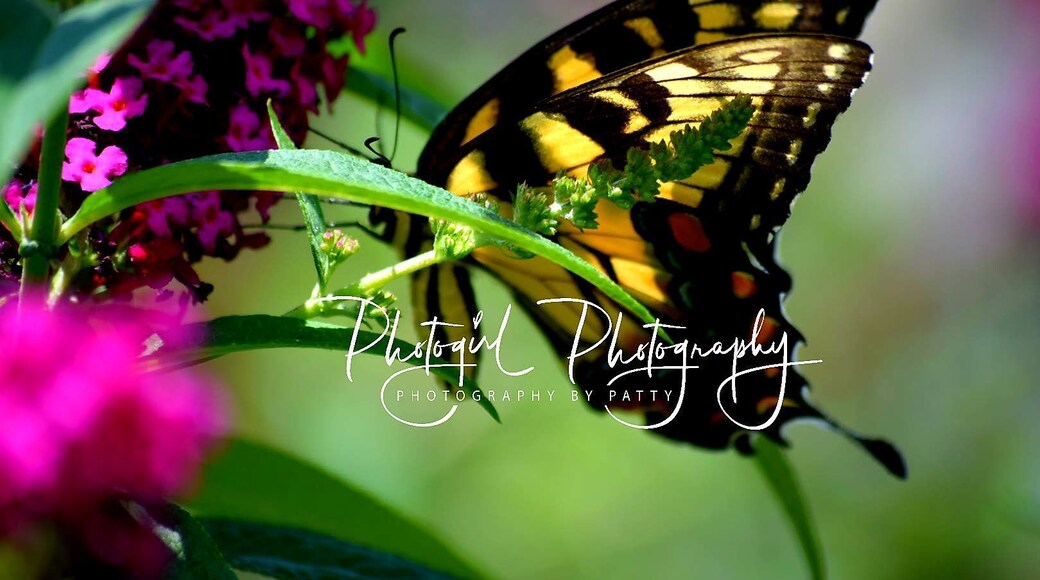 Beautiful Place!🦋
photogirl
Photography. 7/31/17.