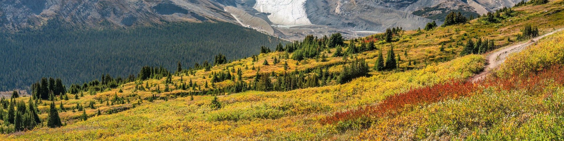 Wilcox Pass Trail with view of the Athabasca Glacier at the Columbia Icefield on the Icefields Parkway - Jasper National Park - Autumn