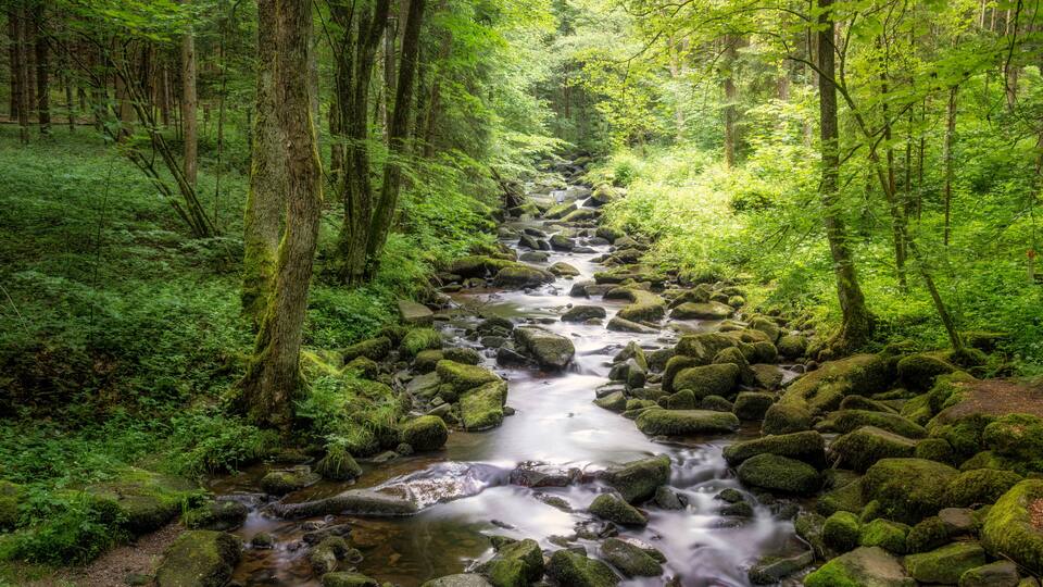 A forest stream with moss-covered rocks and dense greenery.