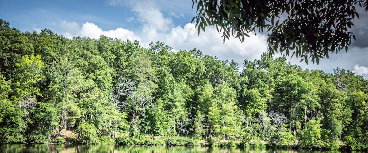 lake in the forest