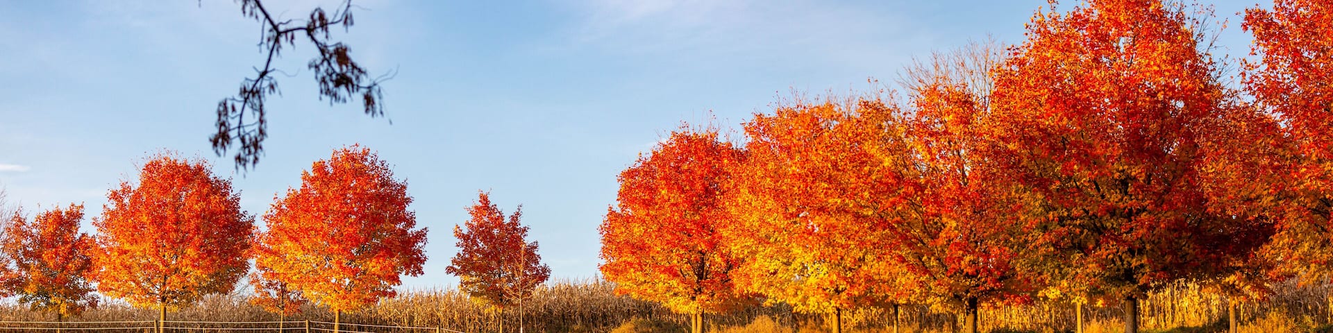 A field with autumn trees displaying red and orange foliage, a grassy area, and a fence.