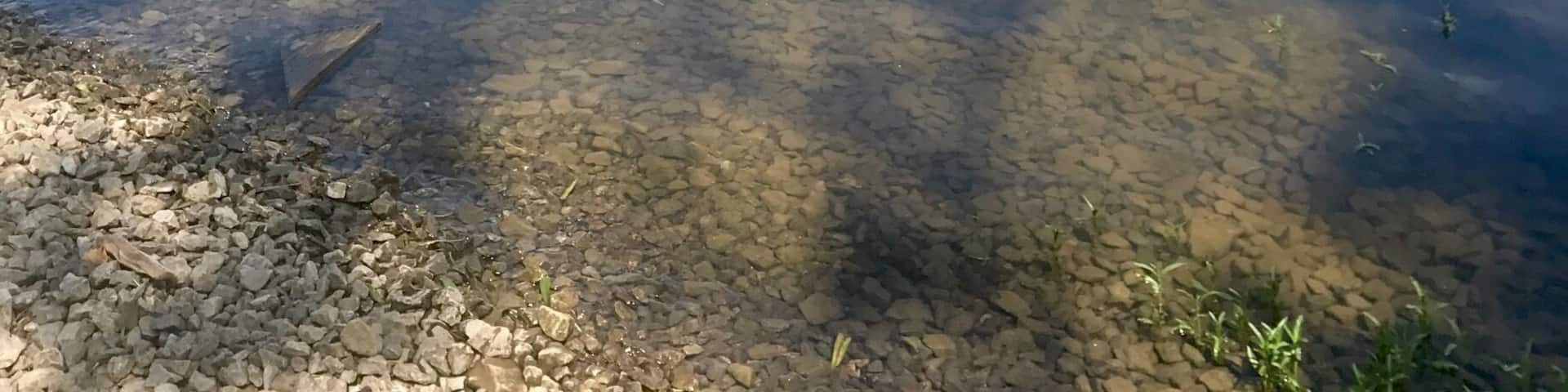 Wonderful views and walks with my fur baby.