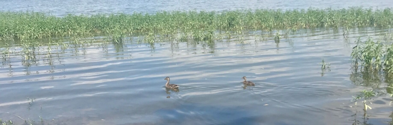 Wonderful views and walks with my fur baby.