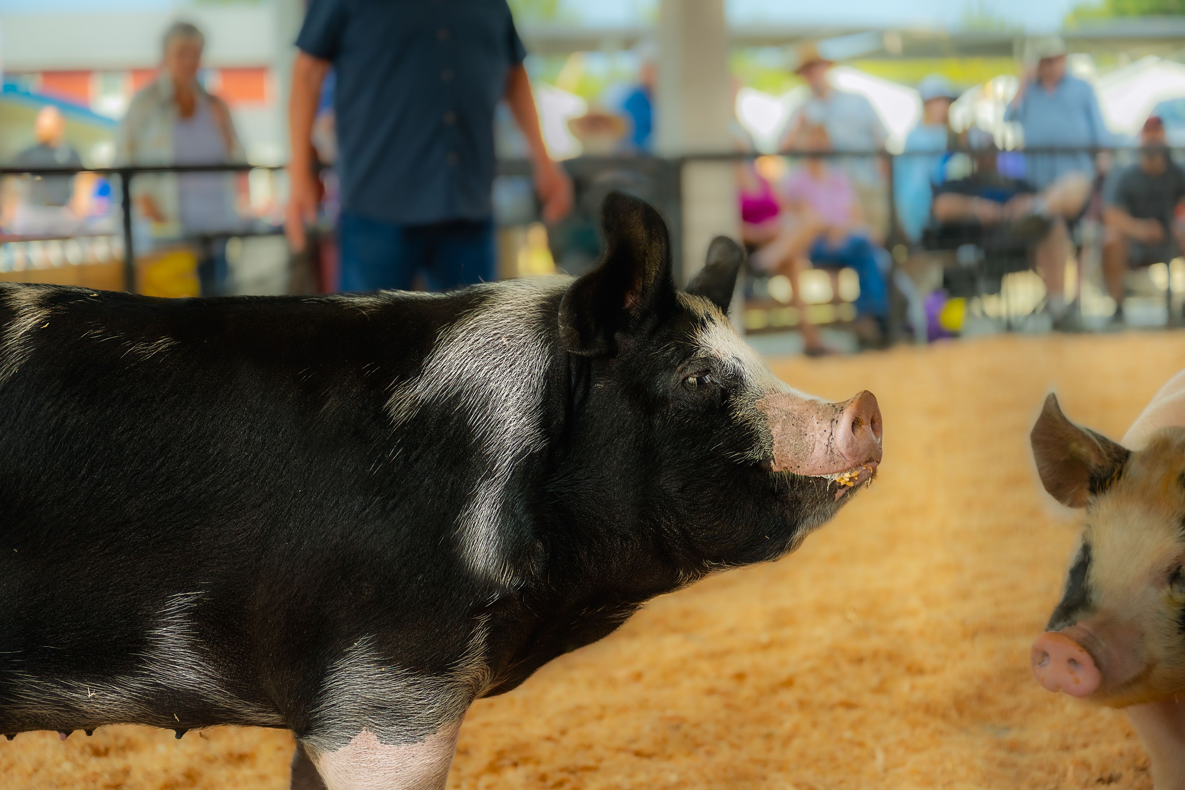 2024-08-02 A PROFILE SHOT OF A LARGE BLACK AND WHITE PIG IN ASHOW RING AT THE STANWOOD CAMANO ISLAND FAIR 