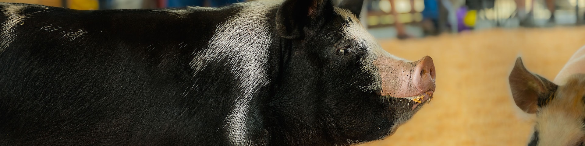 A black and white pig in a pen with a sandy floor.