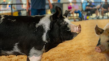 2024-08-02 A PROFILE SHOT OF A LARGE BLACK AND WHITE PIG IN ASHOW RING AT THE STANWOOD CAMANO ISLAND FAIR