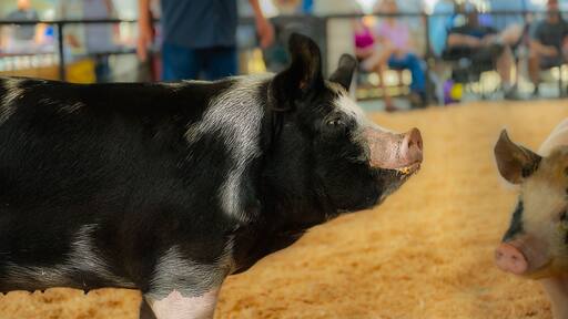 A black and white pig in a pen with a sandy floor.