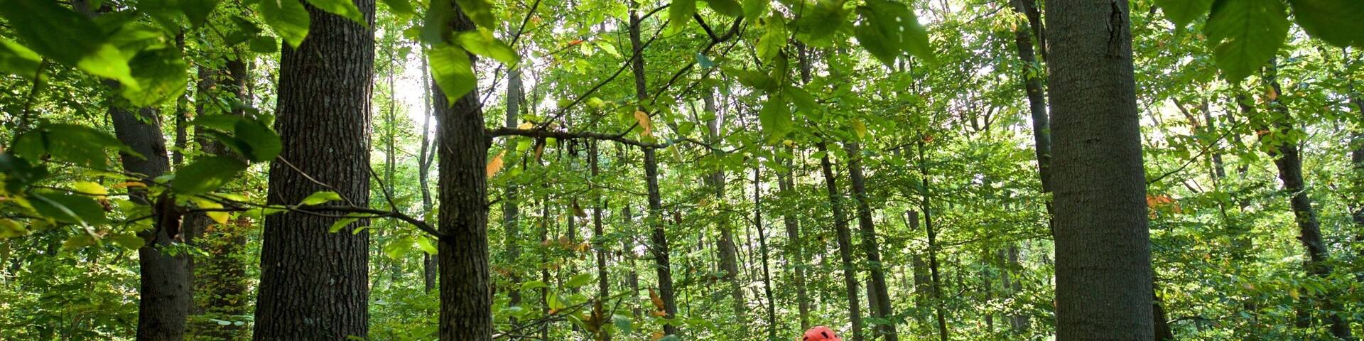 Columbus showing mountain biking and forests as well as a small group of people